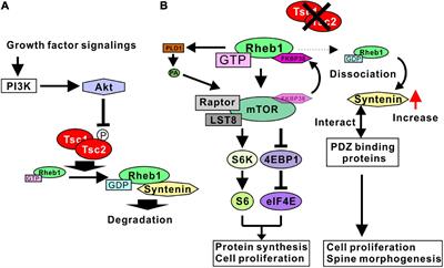 Spine morphogenesis and synapse formation in tubular sclerosis complex models